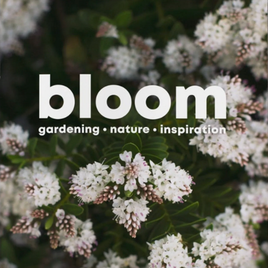 Bloom #9