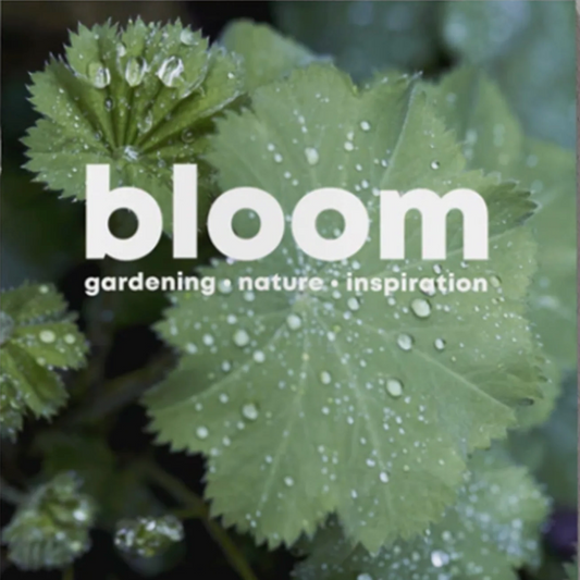 Bloom #11