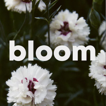 Bloom #14